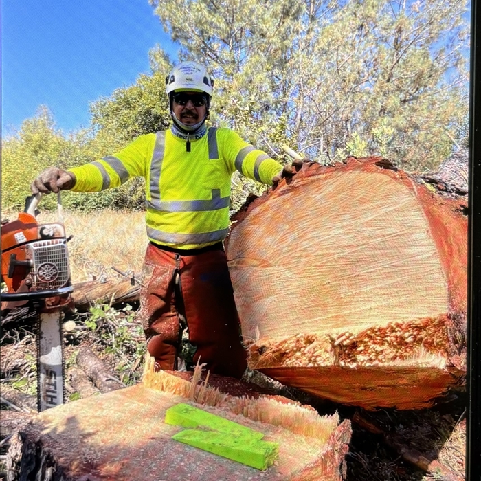 Tree Removal