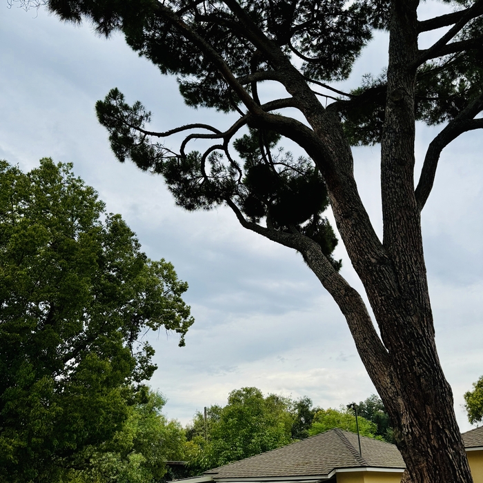 Tree Thinning and Lifting