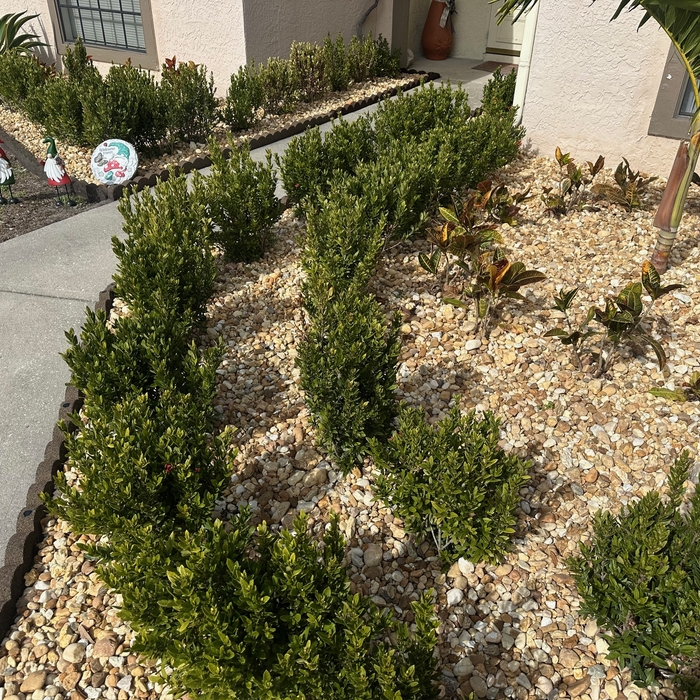 River Rock Planting