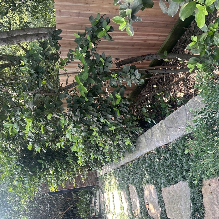 The New 8&amp;rsquo; Fence