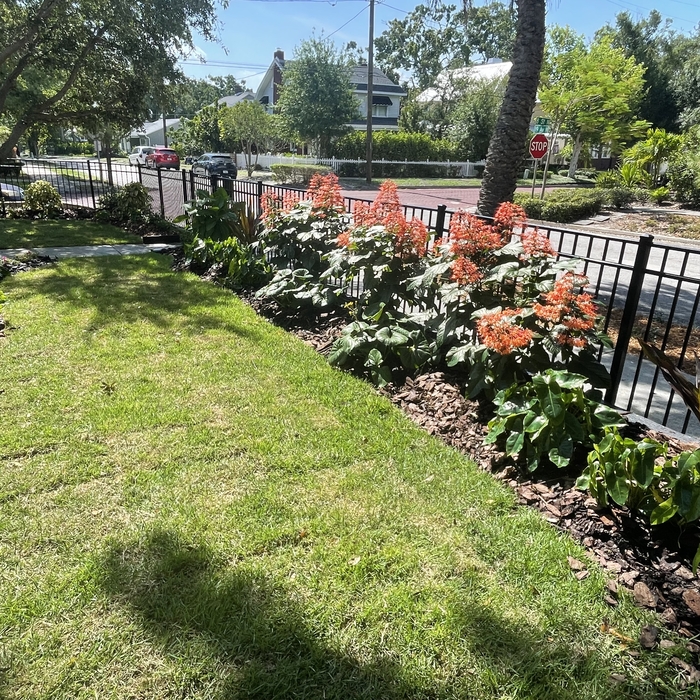 St Pete Home Garden