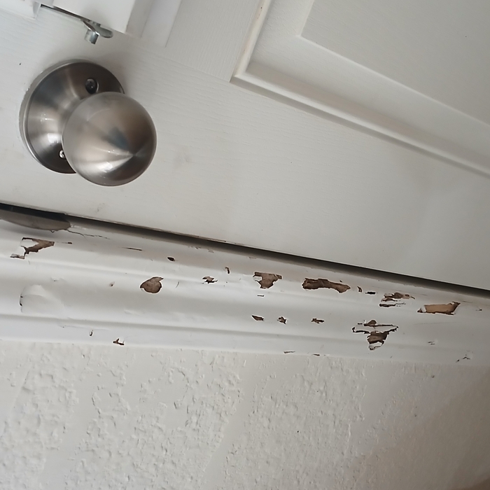 Termite Damage