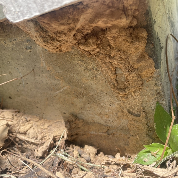 Termite Dirt Tube
