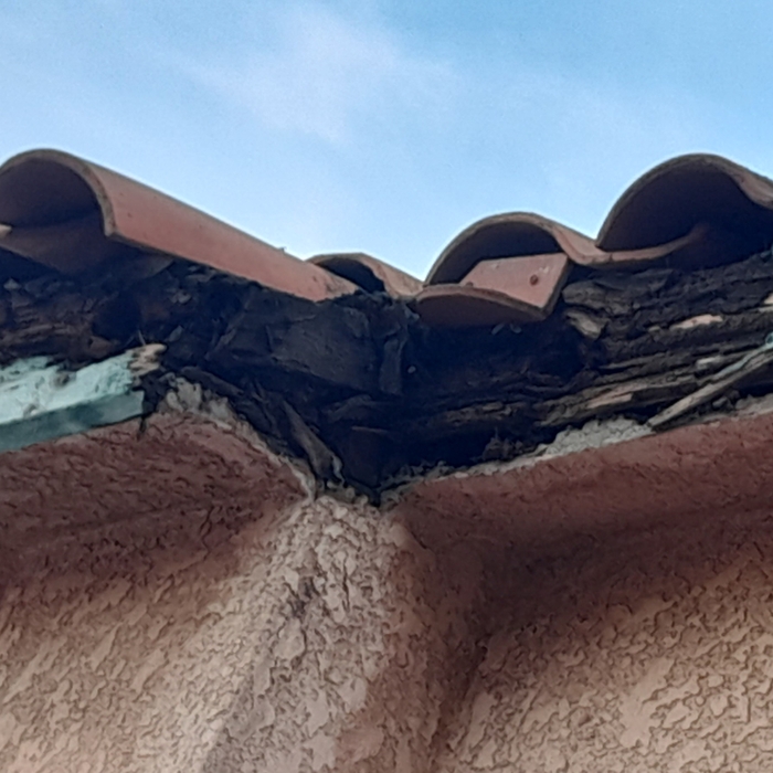 Dryrot