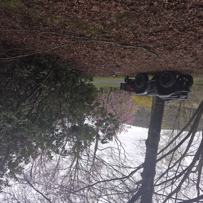 Tree cleanup .2