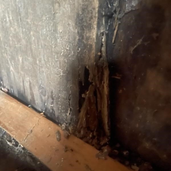 All Natural Pest Elimination - Dry Rot