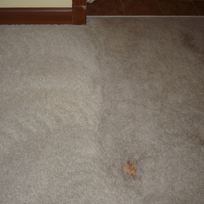 Carpet Cleaning