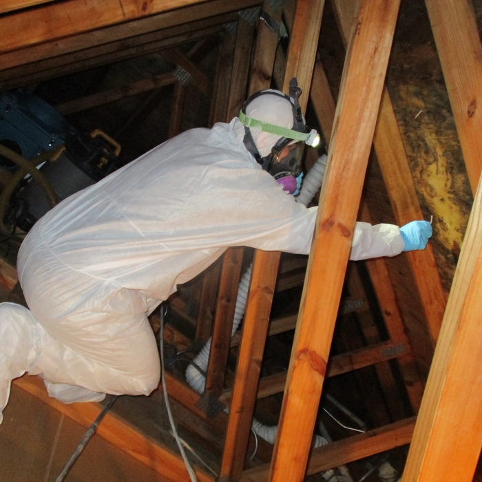 Mold Inspection &amp; Testing