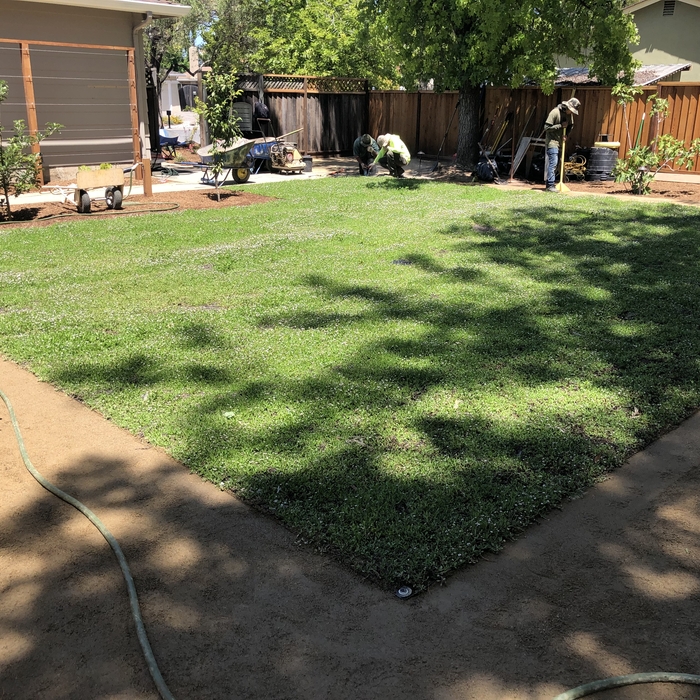 Kurapia Lawn
