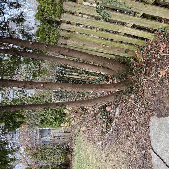 Tree trimming