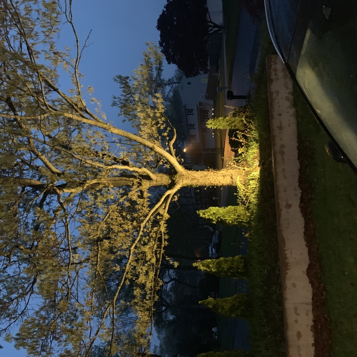 Tree light