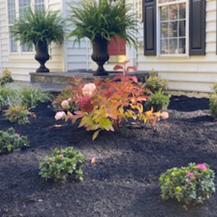 planting