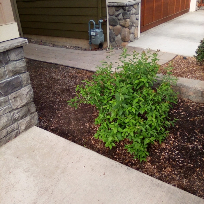 Walkway to driveway