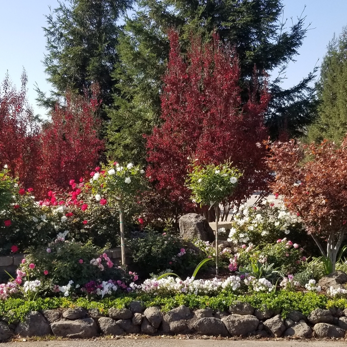 Flower bed design and installation
