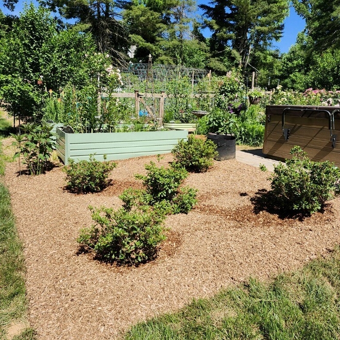 Raised Garden Planting