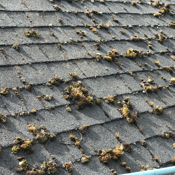 Moss Remove