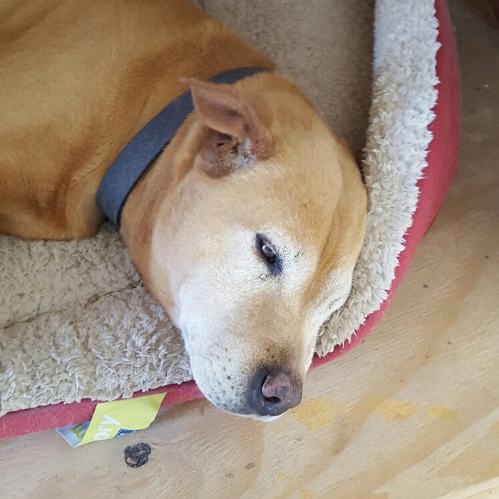 Dog