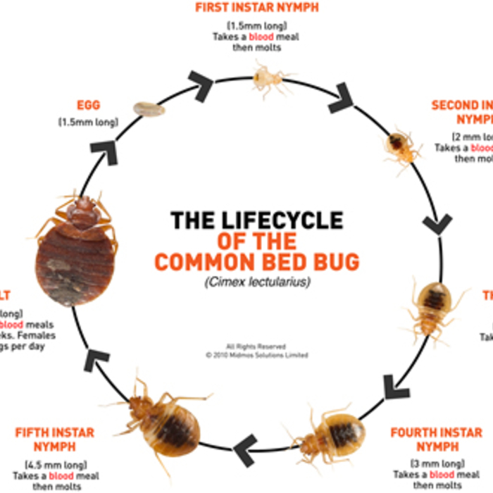 Life-cycle of the Bed Bug