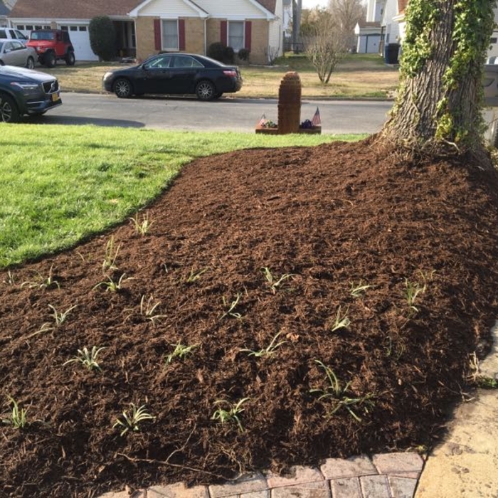 flat of liriope and mulch