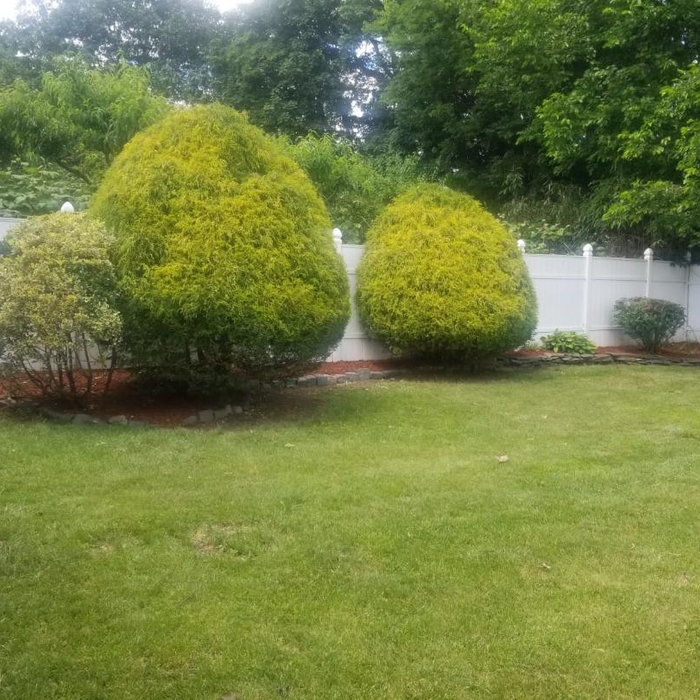 spring clean-up,trimming &amp; mulch