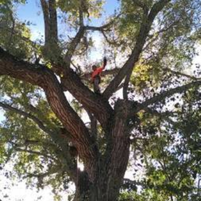 Tree Removal