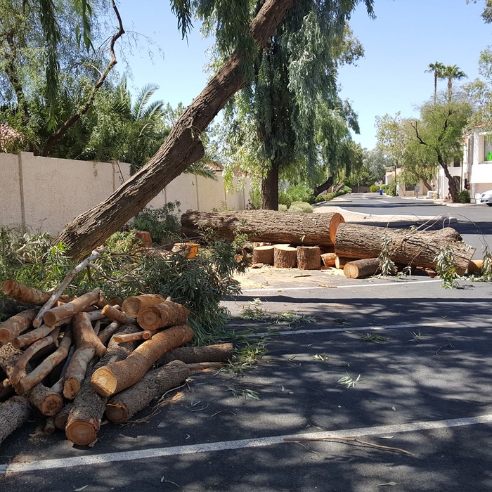 Eucalyptus is safely down and firewood is cut!