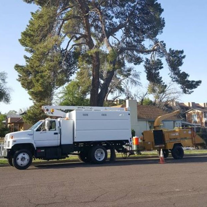 Tree Removal