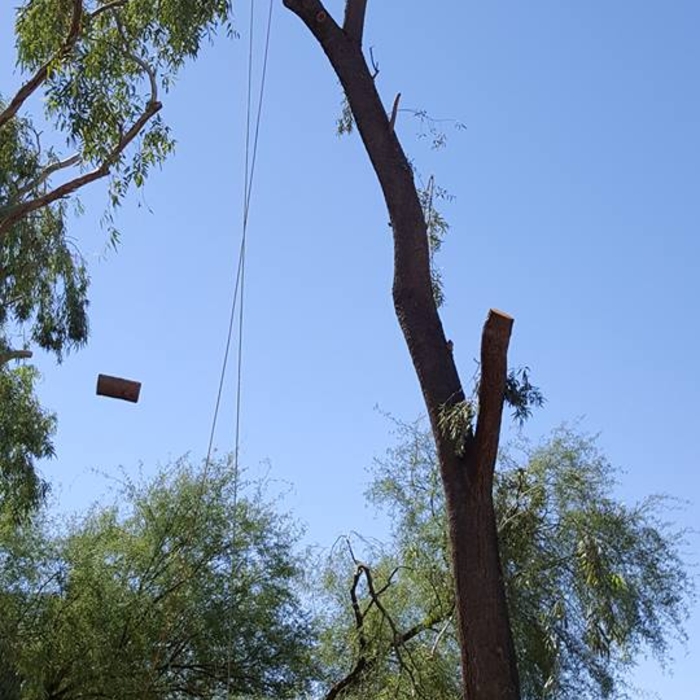 Eucalyptus Removal