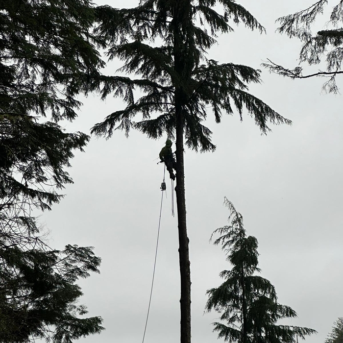 trees