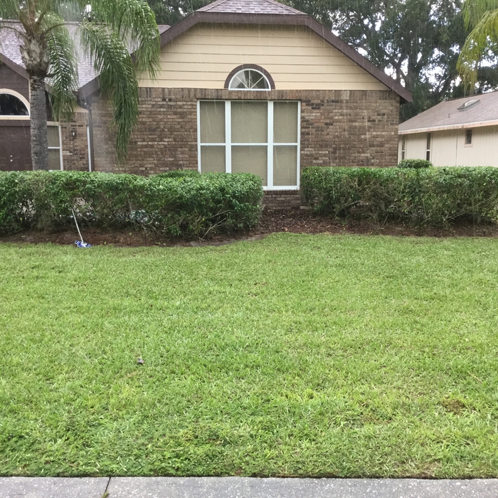 Shrub Trimming