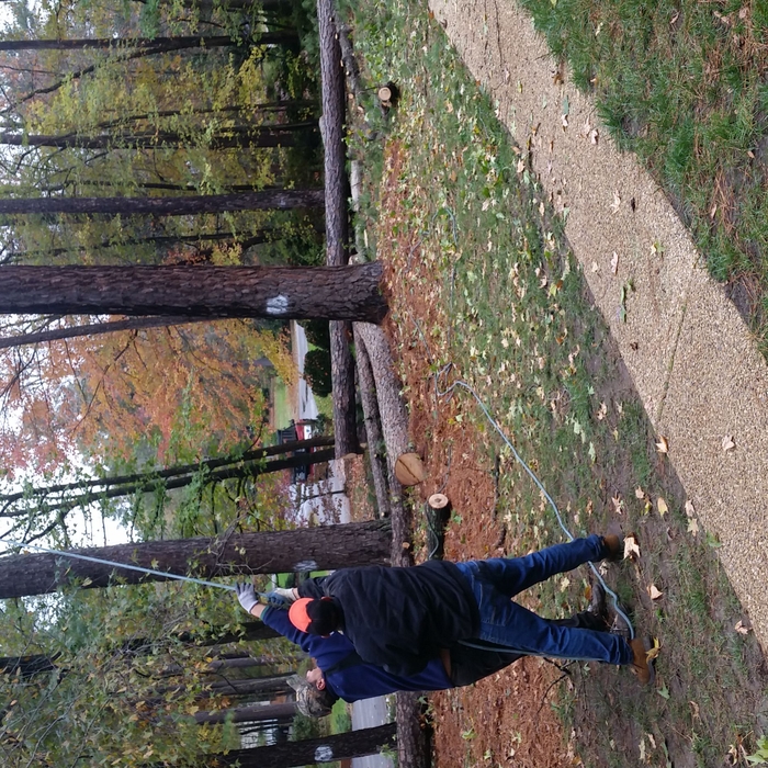 Cutting trees