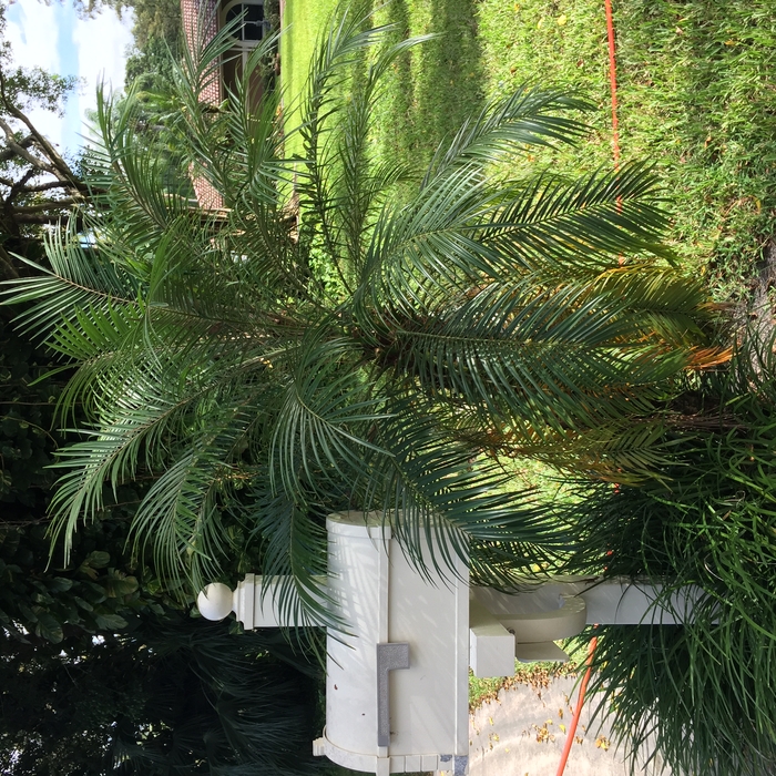Palm