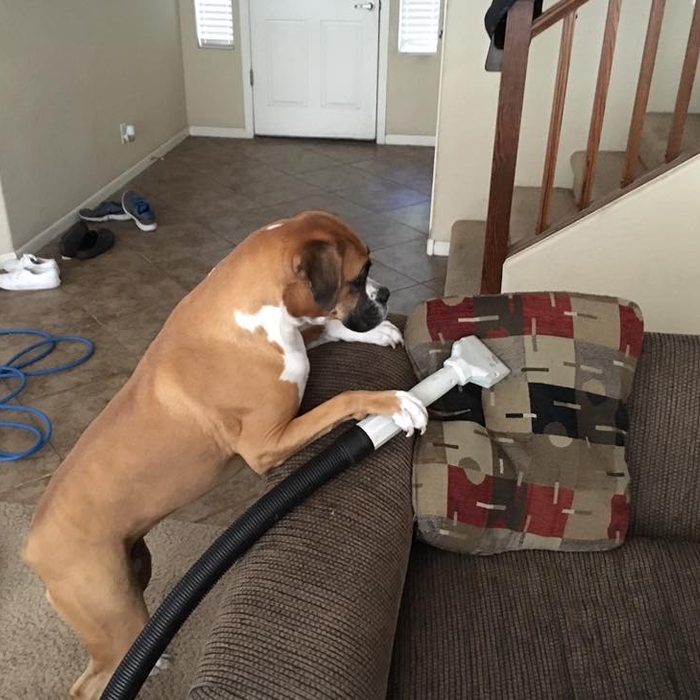 Upholstery Cleaning