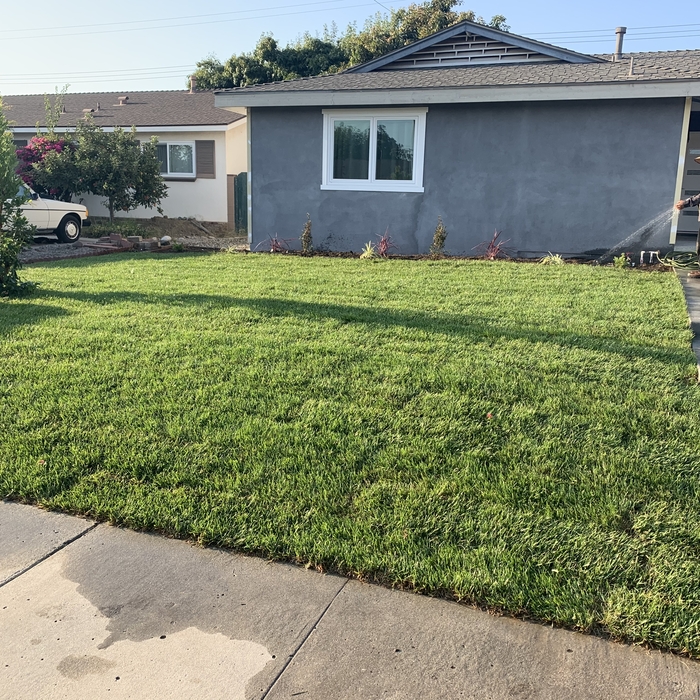 New sod