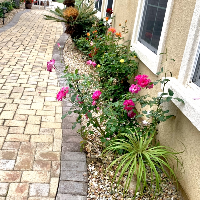 Healthy Roses
