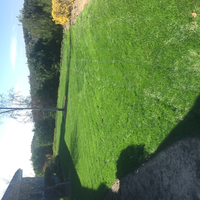 Lawn maintenance