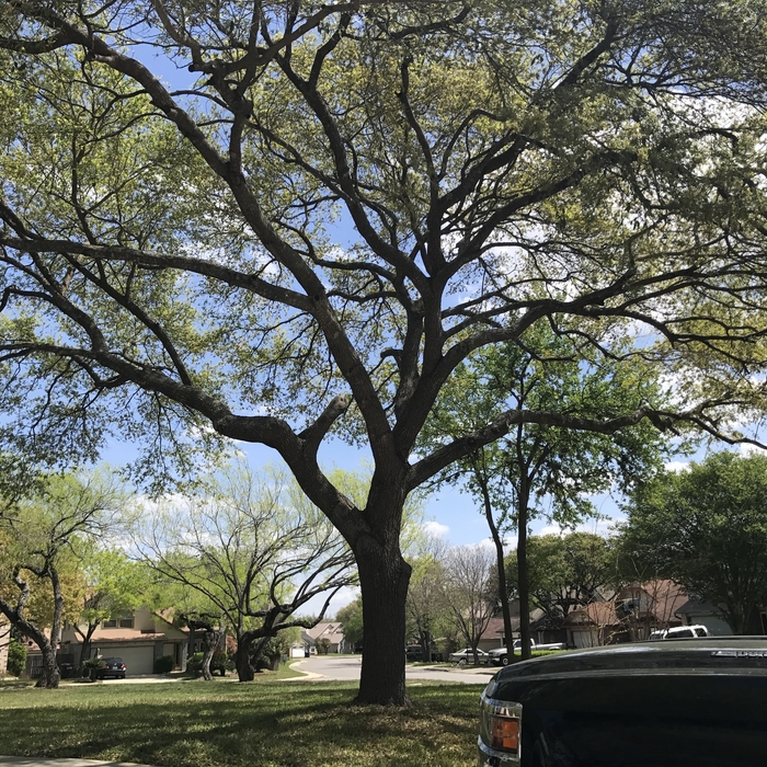 Oak trimming