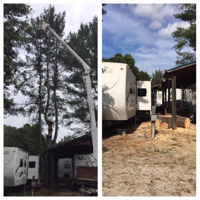 3 in 1 pine