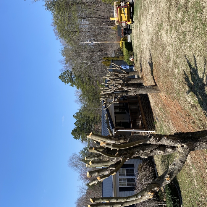 Trimming of 5 Bradford pear trees