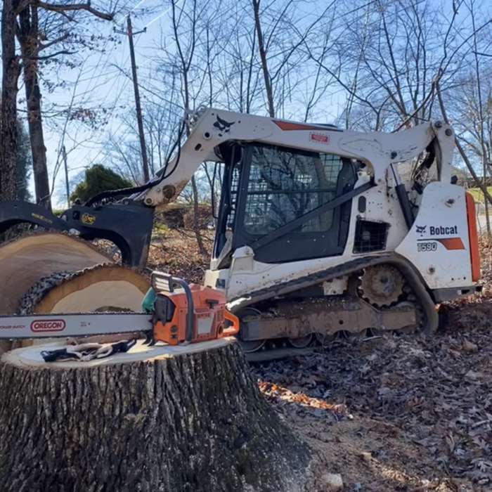 223 year old tree removal
