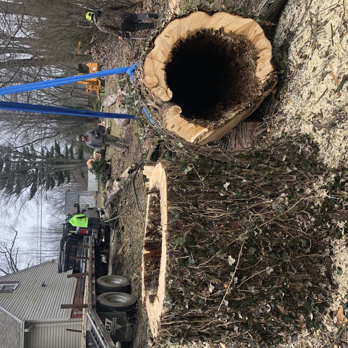 Hollow log.