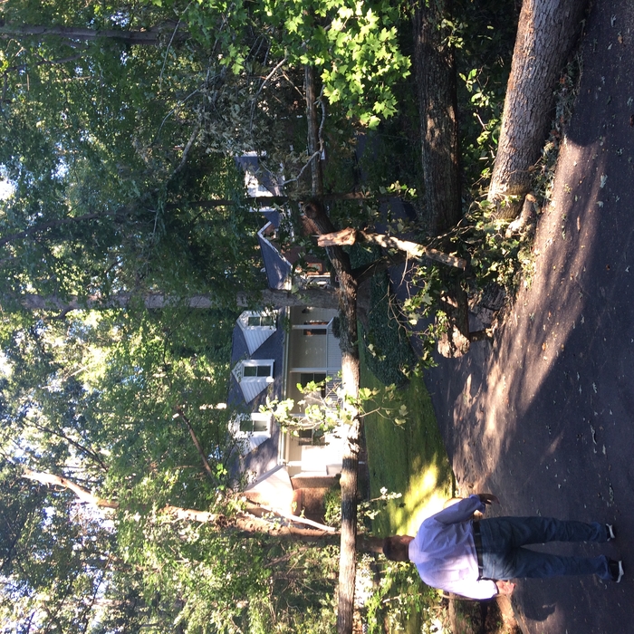 Tree removal