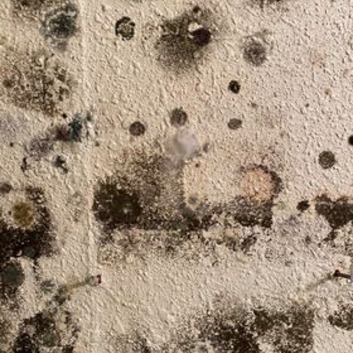 Mold growth - closeup