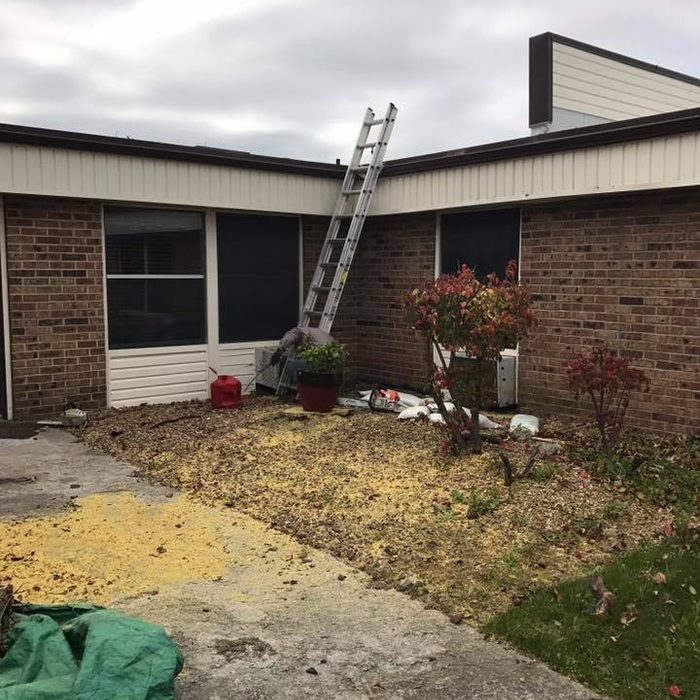 Tree removed