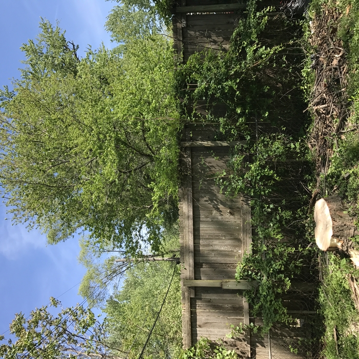 Tree removal