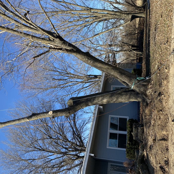 Tree removal