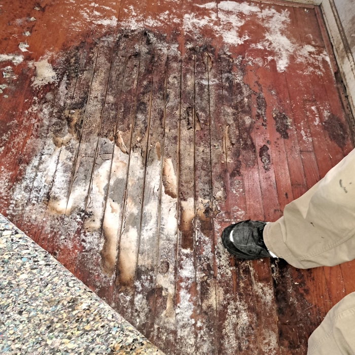 Wet Carpet and Mold Growth