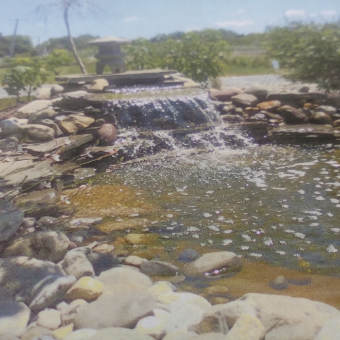 Pond and landscaping