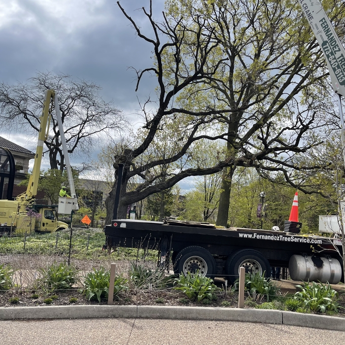 Lincoln Park Zoo Bur Oak Tree Removal