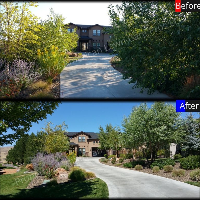 Shrub Clean-Up